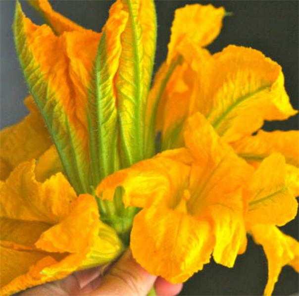 Hoa bí thực phẩm vô cùng tốt cho sức khỏe