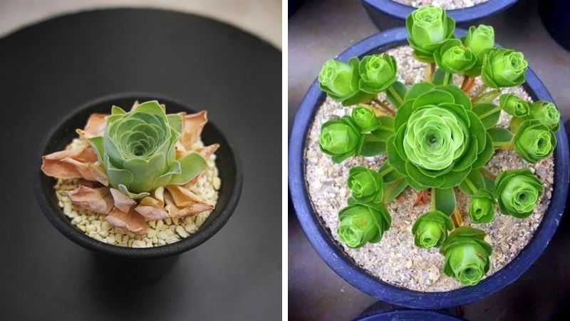 Top 10 cây phong thủy nên đặt trên bàn làm việc năm 2026