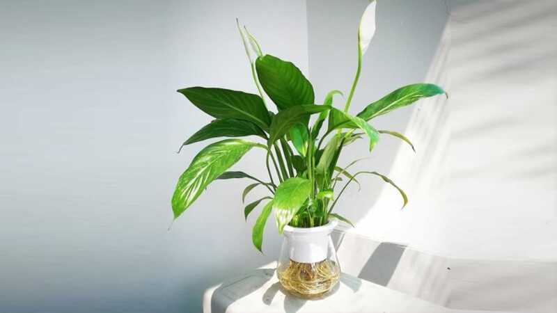 Top 10 cây phong thủy nên đặt trên bàn làm việc năm 2026